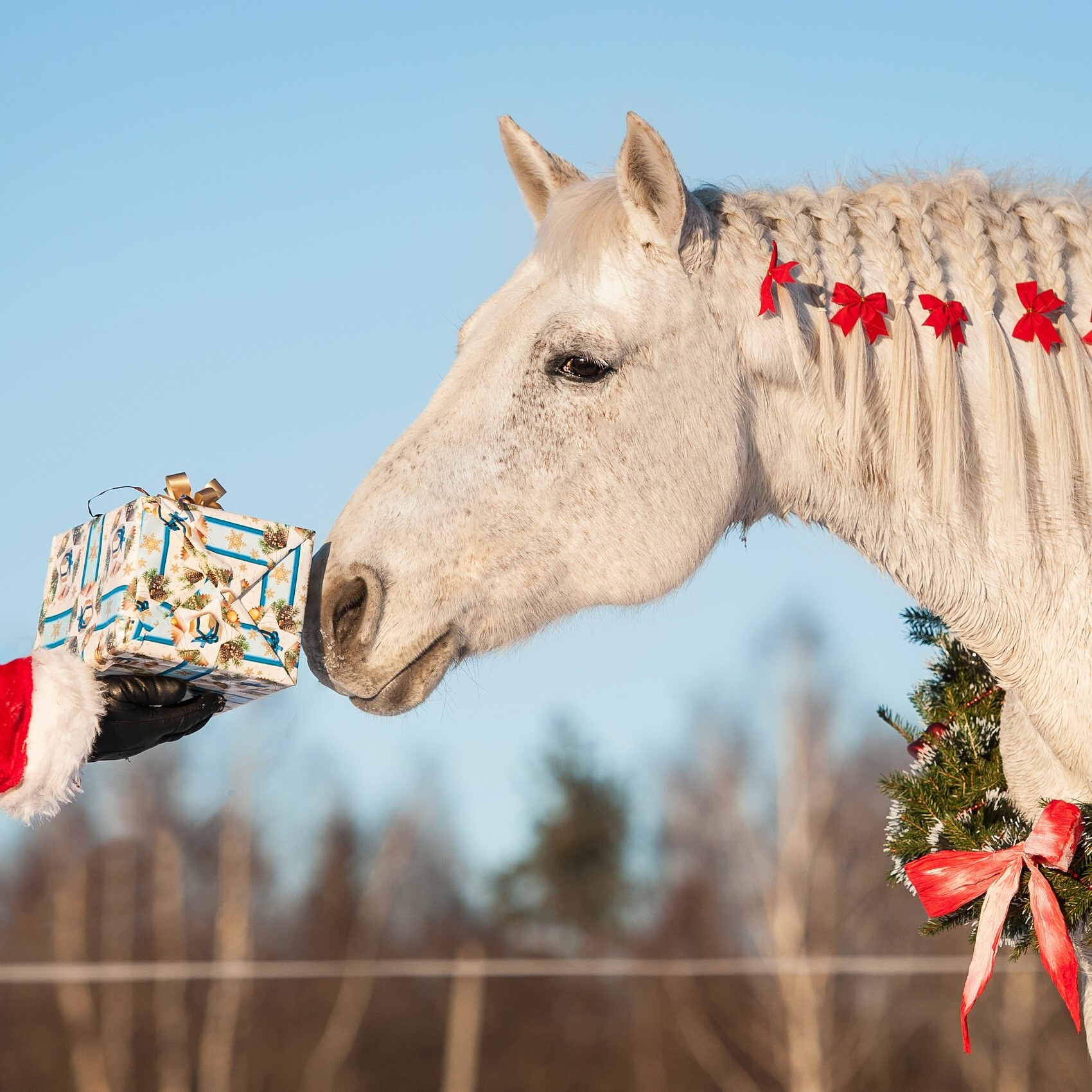Faffing Horse